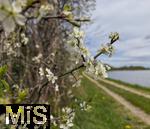 21.04.2025,  Bad Wrishofer Stausee im Allgu, Die Strucher am Ufer blhen jetzt im Frhling herrlich.
 