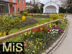 21.04.2025,  Osterfest, Tulpentage mit OSTERBRUNNENFEST in Bad Wrishofen im Allgu, Viele wunderschn verzierte Osterbrunnen und bunte bepflanze Tulpenbeete knnen die Gste rund um Ostern 2025 in der Kneipp-Kurstadt bewundern. Hier am Kurhaus mit bunten Ostereier in den nestern.
 