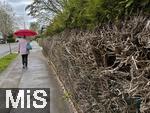 22.04.2025,   Bad Wrishofen (Bayern) , Frau luft an einem Gehweg in einem Wohngebiet an einer kaputten Hecke vorbei, die alte Thuia-Hecke wurde zu stak beschnitten, nun ist sie im Unterbau nur noch ein lebloses Astgebilde. Hecken sollten auf Fuwegen so geschnitten werden, dass sie keine Gefahren fr Fugnger darstellen und keine Sichtbehinderung verursachen. Dies bedeutet, dass Hecken nicht auf den Gehweg oder die Strae ragen drfen. Hecken, die auf den Gehweg oder die Strae berragen, gefhrden die Verkehrssicherheit und mssen zurckgeschnitten werden.