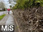 22.04.2025,   Bad Wrishofen (Bayern) , Frau luft an einem Gehweg in einem Wohngebiet an einer kaputten Hecke vorbei, die alte Thuia-Hecke wurde zu stak beschnitten, nun ist sie im Unterbau nur noch ein lebloses Astgebilde. Hecken sollten auf Fuwegen so geschnitten werden, dass sie keine Gefahren fr Fugnger darstellen und keine Sichtbehinderung verursachen. Dies bedeutet, dass Hecken nicht auf den Gehweg oder die Strae ragen drfen. Hecken, die auf den Gehweg oder die Strae berragen, gefhrden die Verkehrssicherheit und mssen zurckgeschnitten werden.