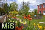 21.04.2025,  Tulpentage mit OSTERBRUNNENFEST in Bad Wrishofen im Allgu, Viele wunderschn verzierte Osterbrunnen und bunte bepflanzte Tulpenbeete knnen die Gste jetzt im Frhling in der Kneipp-Kurstadt bewundern. Hier am Kurhaus mit Narzissen 
 
