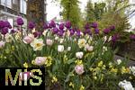 21.04.2025,  Tulpentage mit OSTERBRUNNENFEST in Bad Wrishofen im Allgu, Viele wunderschn verzierte Osterbrunnen und bunte bepflanzte Tulpenbeete knnen die Gste jetzt im Frhling in der Kneipp-Kurstadt bewundern. Hier am Kurhaus 
 