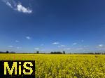 01.05.2025, Bad Wrishofen, Raps blht im Feld bei Bad Wrishofen im Unterallgu. 