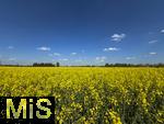 01.05.2025, Bad Wrishofen, Raps blht im Feld bei Bad Wrishofen im Unterallgu. 