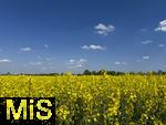 01.05.2025, Bad Wrishofen, Raps blht im Feld bei Bad Wrishofen im Unterallgu. 