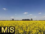 01.05.2025, Bad Wrishofen, Raps blht im Feld bei Bad Wrishofen im Unterallgu. 