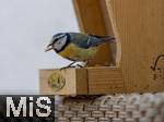 15.05.2024, Bad Wrishofen (Unterallgu) EIne Blaumeise (Cyanistes caeruleus, Syn.: Parus caeruleus) am Futterhaus