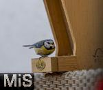 15.05.2024, Bad Wrishofen (Unterallgu) EIne Blaumeise (Cyanistes caeruleus, Syn.: Parus caeruleus) am Futterhaus