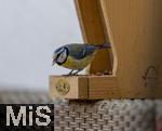15.05.2024, Bad Wrishofen (Unterallgu) EIne Blaumeise (Cyanistes caeruleus, Syn.: Parus caeruleus) am Futterhaus
