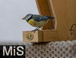 15.05.2024, Bad Wrishofen (Unterallgu) EIne Blaumeise (Cyanistes caeruleus, Syn.: Parus caeruleus) am Futterhaus