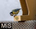 15.05.2024, Bad Wrishofen (Unterallgu) EIne Blaumeise (Cyanistes caeruleus, Syn.: Parus caeruleus) am Futterhaus