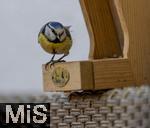 15.05.2024, Bad Wrishofen (Unterallgu) EIne Blaumeise (Cyanistes caeruleus, Syn.: Parus caeruleus) am Futterhaus