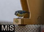 15.05.2024, Bad Wrishofen (Unterallgu) EIne Blaumeise (Cyanistes caeruleus, Syn.: Parus caeruleus) am Futterhaus