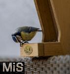 15.05.2024, Bad Wrishofen (Unterallgu) EIne Blaumeise (Cyanistes caeruleus, Syn.: Parus caeruleus) am Futterhaus