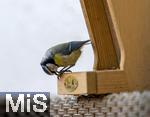 15.05.2024, Bad Wrishofen (Unterallgu) EIne Blaumeise (Cyanistes caeruleus, Syn.: Parus caeruleus) am Futterhaus