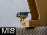 15.05.2024, Bad Wrishofen (Unterallgu) EIne Blaumeise (Cyanistes caeruleus, Syn.: Parus caeruleus) am Futterhaus