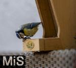 15.05.2024, Bad Wrishofen (Unterallgu) EIne Blaumeise (Cyanistes caeruleus, Syn.: Parus caeruleus) am Futterhaus