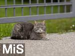 03.06.2025,  Bad Wrishofen im Unterallgu: EIne Katze auf der Strae in einem Wohngebiet. 