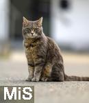 03.06.2025,  Bad Wrishofen im Unterallgu: EIne Katze auf der Strae in einem Wohngebiet. 