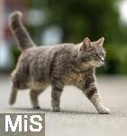 03.06.2025,  Bad Wrishofen im Unterallgu: EIne Katze auf der Strae in einem Wohngebiet. 