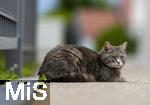 03.06.2025,  Bad Wrishofen im Unterallgu: EIne Katze auf der Strae in einem Wohngebiet. 