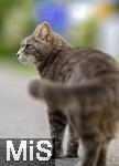 03.06.2025,  Bad Wrishofen im Unterallgu: EIne Katze auf der Strae in einem Wohngebiet. 