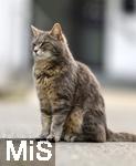 03.06.2025,  Bad Wrishofen im Unterallgu: EIne Katze auf der Strae in einem Wohngebiet. 