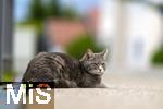 03.06.2025,  Bad Wrishofen im Unterallgu: EIne Katze auf der Strae in einem Wohngebiet. 