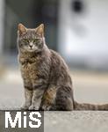 03.06.2025,  Bad Wrishofen im Unterallgu: EIne Katze auf der Strae in einem Wohngebiet. 