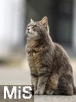 03.06.2025,  Bad Wrishofen im Unterallgu: EIne Katze auf der Strae in einem Wohngebiet. 