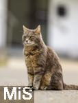 03.06.2025,  Bad Wrishofen im Unterallgu: EIne Katze auf der Strae in einem Wohngebiet. 