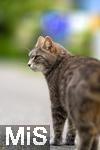 03.06.2025,  Bad Wrishofen im Unterallgu: EIne Katze auf der Strae in einem Wohngebiet. 