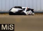 03.06.2025,  Bad Wrishofen im Unterallgu: EIne Katze schlft vor einer Garage in einem Wohngebiet. 