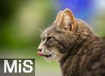 03.06.2025,  Bad Wrishofen im Unterallgu: EIne Katze auf der Strae in einem Wohngebiet. 