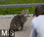 03.06.2025,  Bad Wrishofen im Unterallgu: EIne Katze wird auf der Strae in einem Wohngebiet fotografiert. 