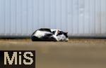 03.06.2025,  Bad Wrishofen im Unterallgu: EIne Katze schlft vor einer Garage in einem Wohngebiet. 