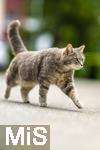 03.06.2025,  Bad Wrishofen im Unterallgu: EIne Katze auf der Strae in einem Wohngebiet. 