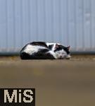 03.06.2025,  Bad Wrishofen im Unterallgu: EIne Katze schlft vor einer Garage in einem Wohngebiet. 