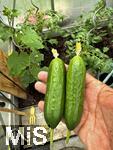 04.06.2025, Garten in Mindelheim,  Gepflegter Garten in Mindelheim, im Gewchshaus sind die Gurken Erntereif.