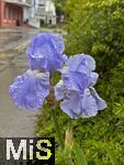 03.06.2025,  Bad Wrishofen im Unterallgu: Eine blaue Iris (Iris Sibirica) blht an der Strasse in einem Wohngebiet. Der Regen hat perlende Tropfen auf der Blte hinterlassen.  