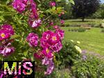 17.06.2025, Rosenzauber im Kurpark Bad Wrishofen im Unterallgu, 
  

