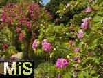 17.06.2025, Rosenzauber im Kurpark Bad Wrishofen im Unterallgu, 
  
