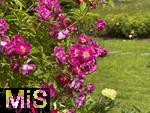 17.06.2025, Rosenzauber im Kurpark Bad Wrishofen im Unterallgu, 
  
