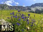 21.06.2025, Wandern im Allgu bei Oberjoch, Bergwiese am Fue des Berg Iseler,  Er ist der Hausberg von Oberjoch und Bad Hindelang.  Teufelskralle, (Phyteuma)