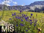 21.06.2025, Wandern im Allgu bei Oberjoch, Bergwiese am Fue des Berg Iseler,  Er ist der Hausberg von Oberjoch und Bad Hindelang.  Teufelskralle, (Phyteuma)