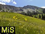 21.06.2025, Wandern im Allgu bei Oberjoch, Bergwiese am Fue des Berg Iseler,  Er ist der Hausberg von Oberjoch und Bad Hindelang. 