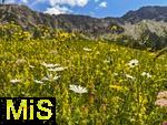 21.06.2025, Wandern im Allgu bei Oberjoch, Bergwiese am Fue des Berg Iseler,  Er ist der Hausberg von Oberjoch und Bad Hindelang. 