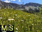 21.06.2025, Wandern im Allgu bei Oberjoch, Bergwiese am Fue des Berg Iseler,  Er ist der Hausberg von Oberjoch und Bad Hindelang. 