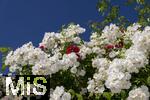 26.06.2025, Bad Wrishofen im Unterallgu, Tausende Rosen blhen im herrlichen Kurpark der Kneippstadt. 