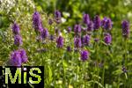 26.06.2025, Bad Wrishofen im Unterallgu, Blhzeit im herrlichen Kurpark der Kneippstadt. Zottiger Ziest, (Stachys monnieri) (Hummelo) 